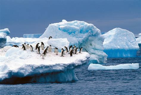 habitat pinguin